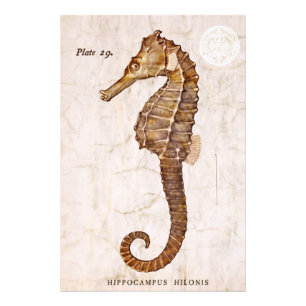 Vintage Seahorse - Antique Seahorses Customised Photo Print