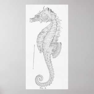 Vintage Seahorse Illustration (1907) Poster