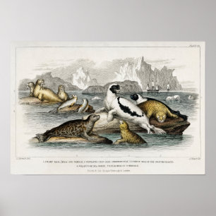 Vintage Seal Illustration Poster