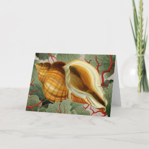 Vintage Seashell Folded Note Card