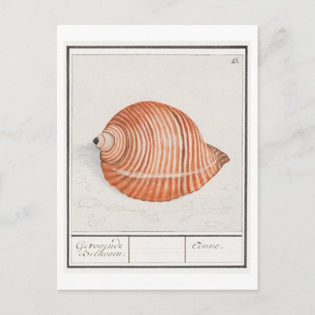 Vintage Seashell Illustration Postcard (Front)