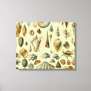 Vintage Seashell Print Adolphe Millot Coastal