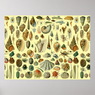 Vintage Seashell Print Adolphe Millot Coastal