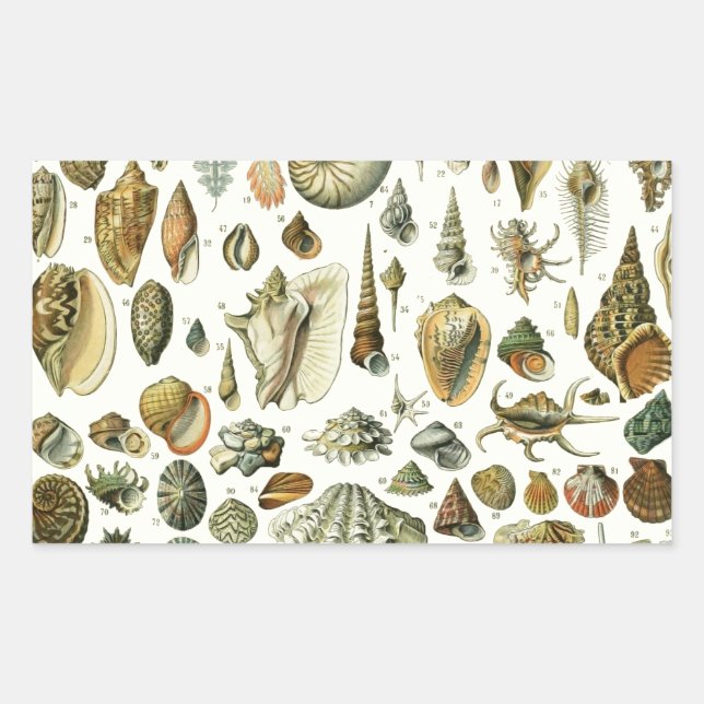 Vintage Seashell Print Adolphe Millot Coastal  Rectangular Sticker (Front)