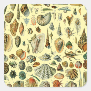 Vintage Seashell Print Adolphe Millot Coastal Square Sticker