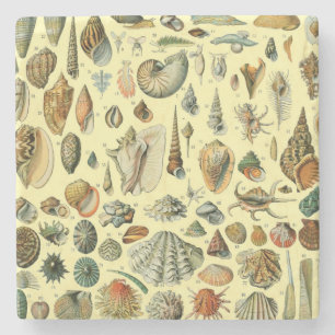 Vintage Seashell Print Adolphe Millot Coastal Stone Coaster