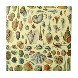 Vintage Seashell Print Adolphe Millot Coastal Tile