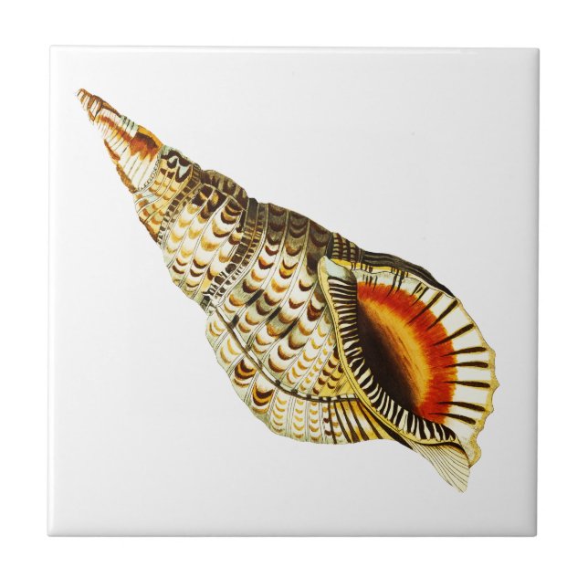 Vintage Seashell trumpet Illustration Acrylic Tray Tile (Front)