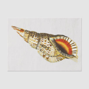 Vintage Seashell trumpet Illustration Tissue Paper