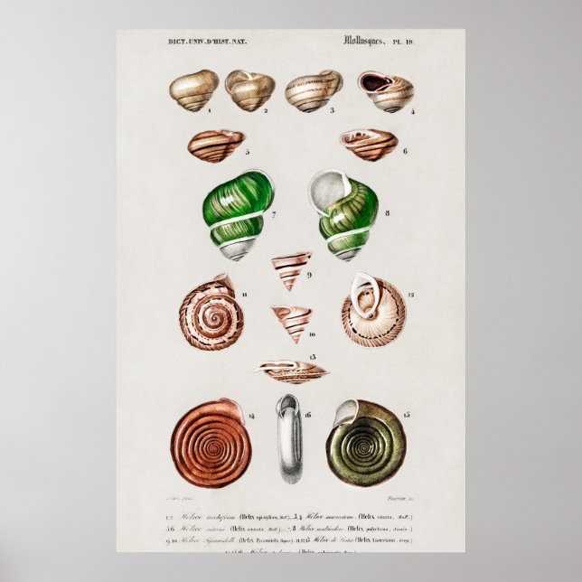 Vintage Seashells Illustration Poster (Front)
