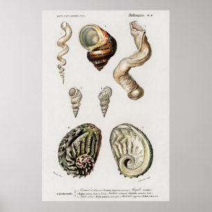Vintage Seashells Illustration Poster