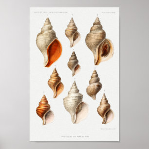 Vintage Seashells Illustration Poster
