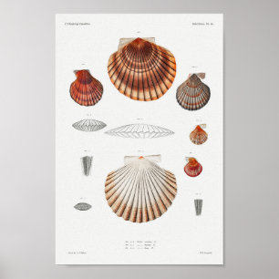 Vintage Seashells Illustration Poster