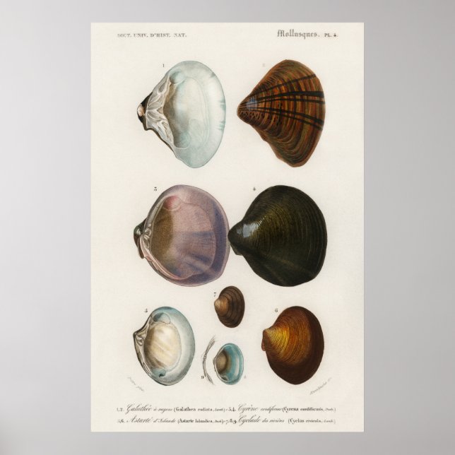 Vintage Seashells Illustration Poster (Front)