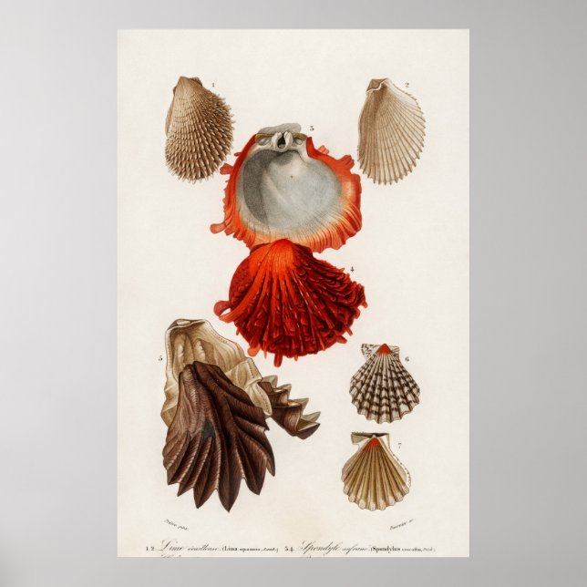 Vintage Seashells Illustration Poster (Front)