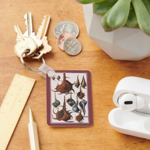 Vintage Seashells, Marine Life, Ocean Sea Shells Key Ring