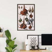 Vintage Seashells, Ocean Sea Shells Marine Life