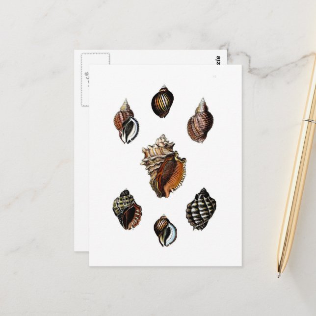 Vintage Seashells Postcard (Front/Back In Situ)