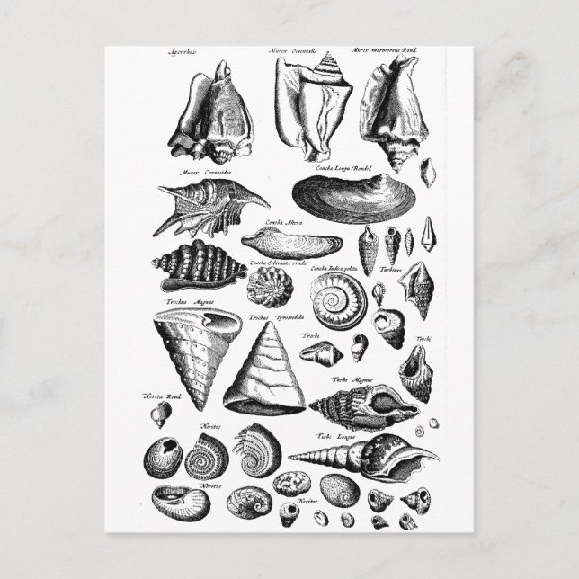 Vintage Seashells Postcard (Front)