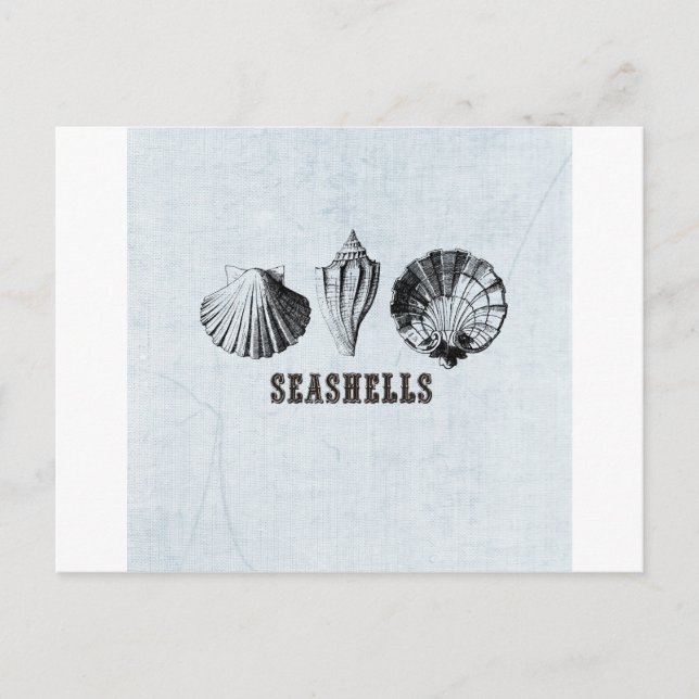 Vintage Seashells Postcard (Front)