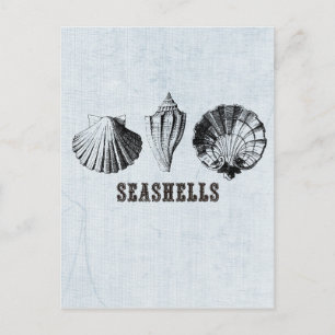 Vintage Seashells Postcard
