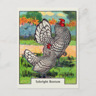 Vintage Sebright Bantam Chicken Postcard