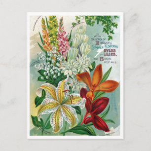 Vintage Seed Ad Postcard
