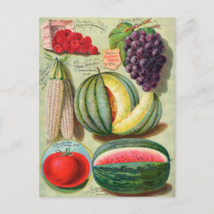 Vintage Seed Ad Postcard