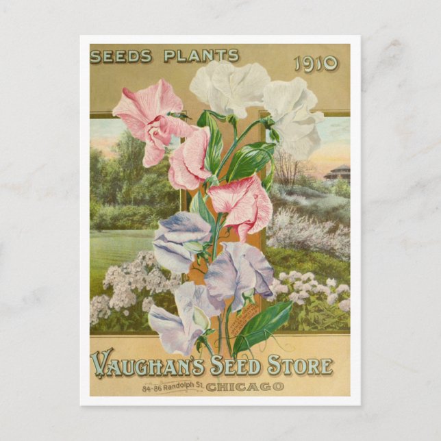 Vintage Seed Ad Postcard (Front)