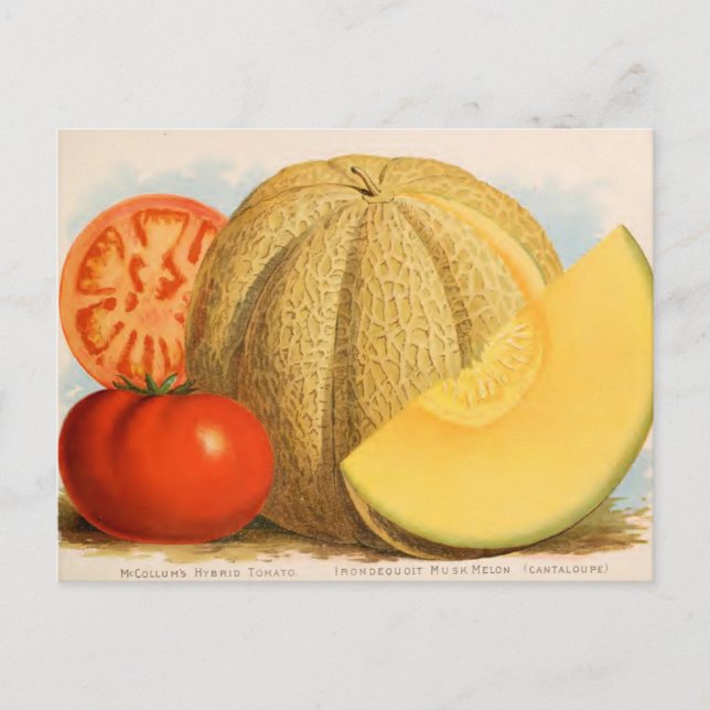 Vintage Seed Ad Postcard (Front)