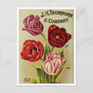 Vintage Seed Ad Postcard