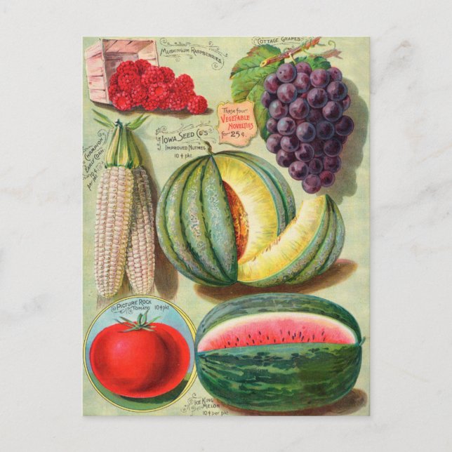 Vintage Seed Ad Postcard (Front)