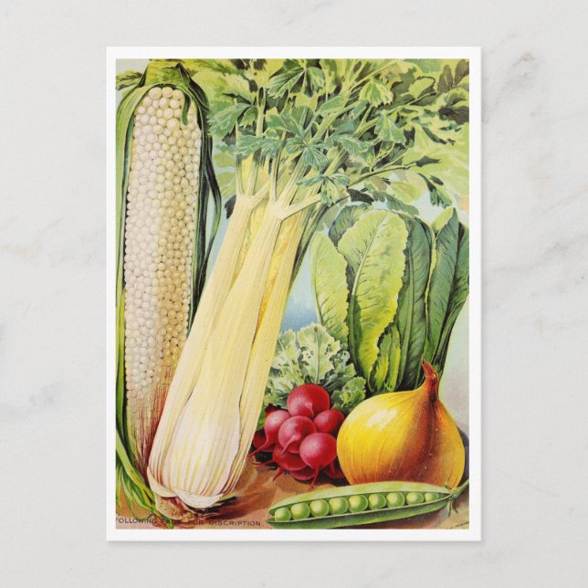 Vintage Seed Ad Postcard (Front)