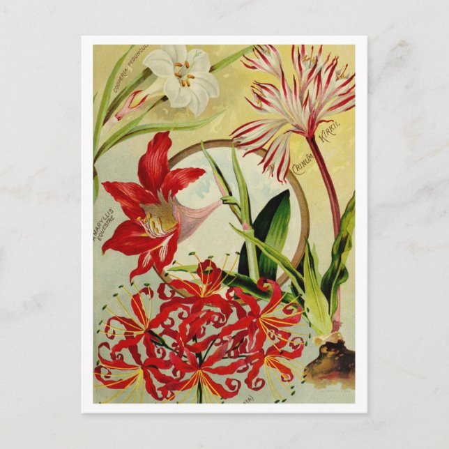 Vintage Seed Ad Postcard (Front)