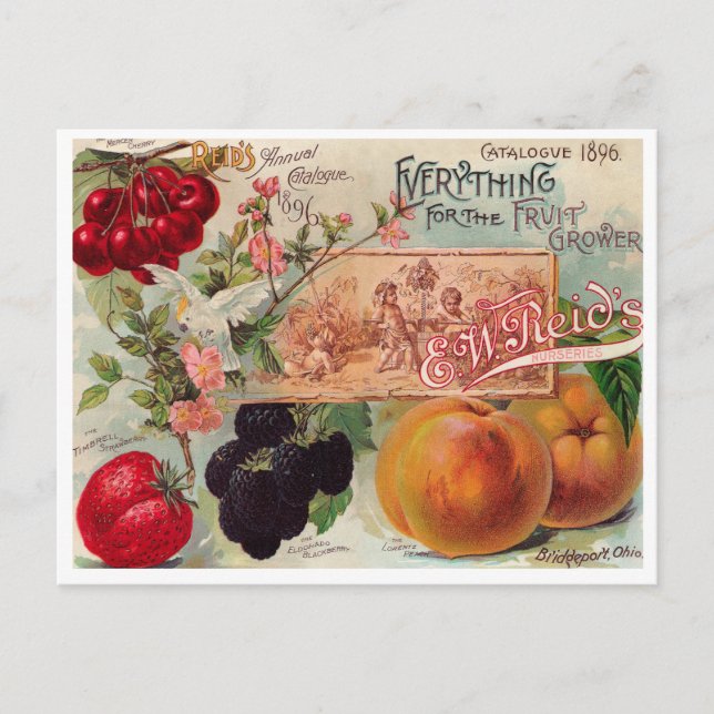 Vintage Seed Ad Postcard (Front)