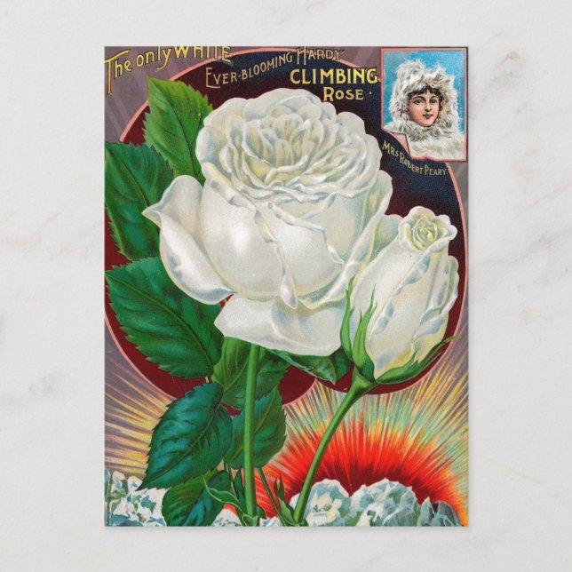 Vintage Seed Ad Postcard (Front)