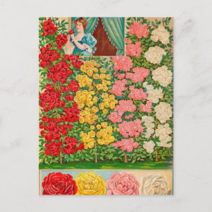 Vintage Seed Ad Postcard