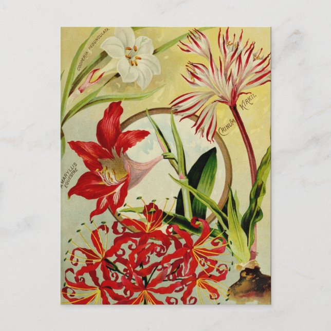 Vintage Seed Ad Postcard (Front)