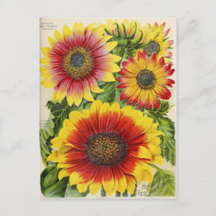Vintage Seed Ad Postcard