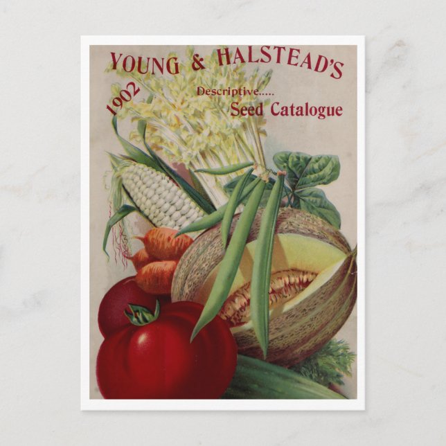Vintage Seed Ad Postcard (Front)