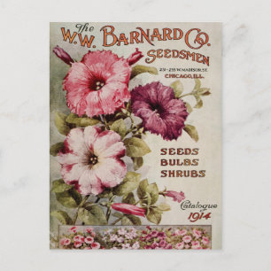 Vintage Seed Ad Postcard