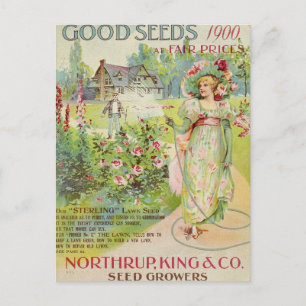 Vintage Seed Ad Postcard