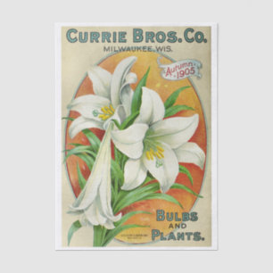 Vintage Seed Catalogue Currie Bros 1905 Lilies Tissue Paper