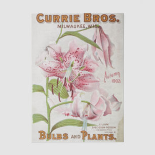 Vintage Seed Catalogue Currie Bros, Autumn 1903 Tissue Paper