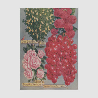 Vintage Seed Catalogue, Dorothy Perkins Rose, Frui Tissue Paper