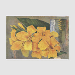 Vintage Seed Catalogue The Lovett Co Canna Sunbeam Tissue Paper