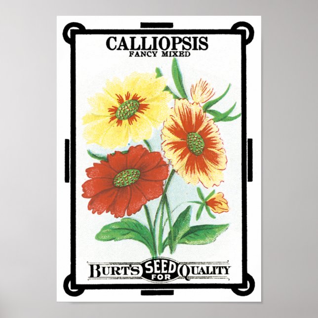 Vintage Seed Packet Art, Calliopsis Garden Flowers Poster (Front)