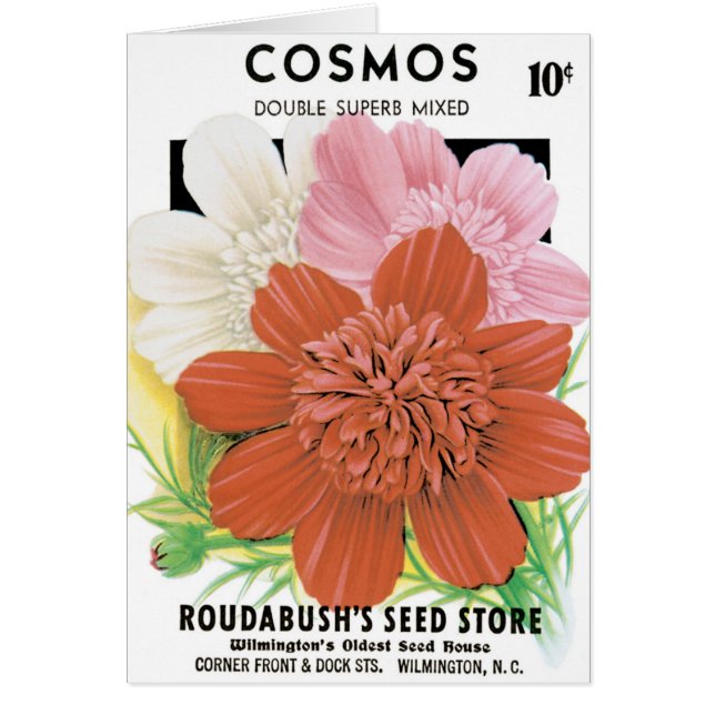 Vintage Seed Packet Art, Cosmos Garden Flowers (Front)