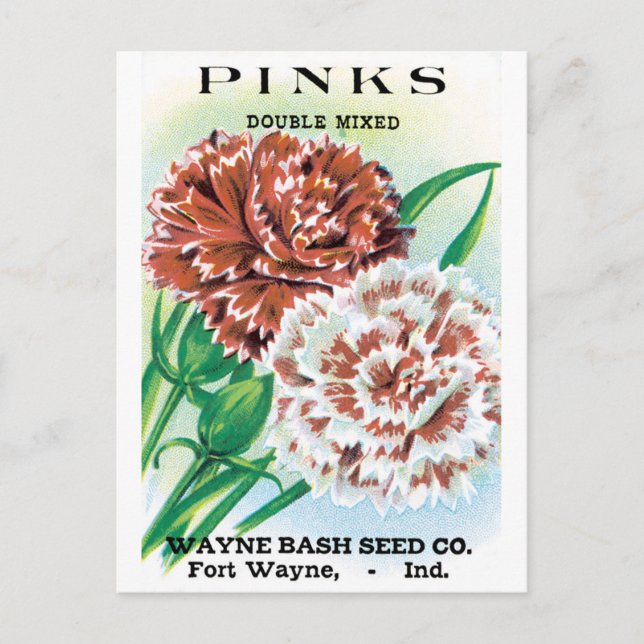 Vintage Seed Packet Art, Pinks Carnation Flowers Postcard (Front)