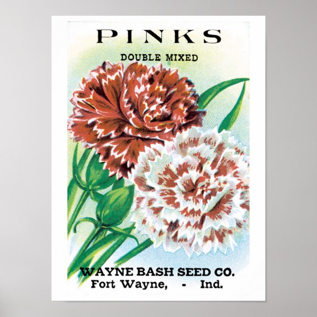 Vintage Seed Packet Art, Pinks Carnation Flowers Poster (Front)